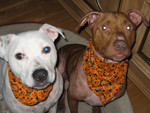 halloweendogs