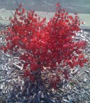 burningbushsmall